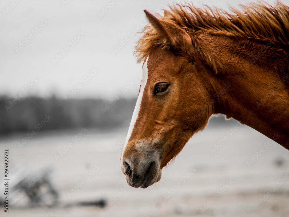 portrait of a horse portrait of a horse