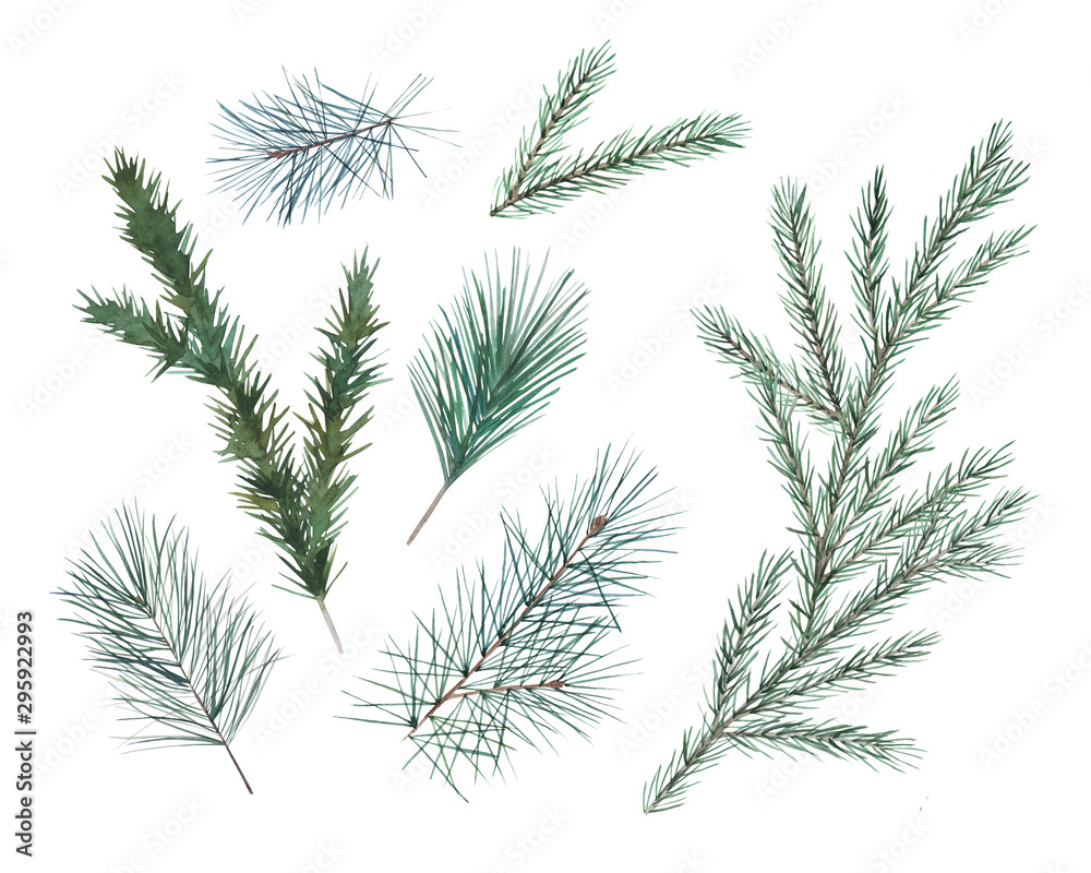 Watercolor winter set of fir and pine isolated branches on white background. Hand drawn christmas illustration Watercolor winter set of fir and pine isolated branches on white background. Hand drawn christmas illustration