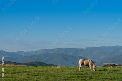 One horse garzing alone with mountain range in back