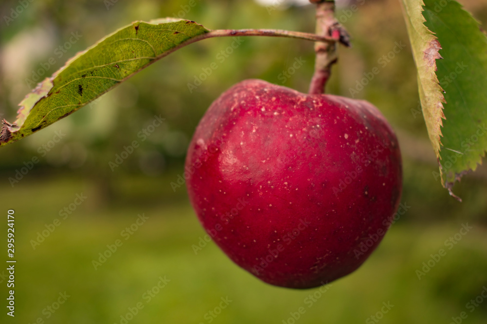 red apple with green leav on blurred background. apple on tree, nature background red apple with green leav on blurred background. apple on tree, nature background