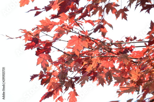 autumn leaves on white background