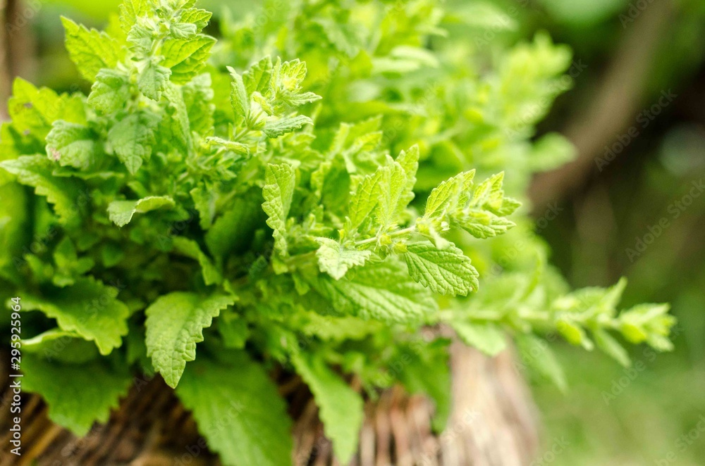Melissa plant. Lemon balm in the garden. Countryside nature. Melissa leaf. Organic agriculture. Herb plant in the wild nature. Tea flavor. Village yard herbs. Nature retro photo. Melissa plant. Lemon balm in the garden. Countryside nature. Melissa leaf. Organic agriculture. Herb plant in the wild nature. Tea flavor. Village yard herbs. Nature retro photo.