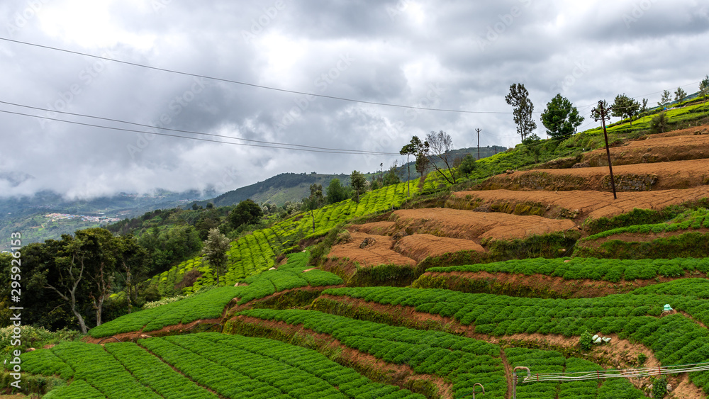 tea garden ooty