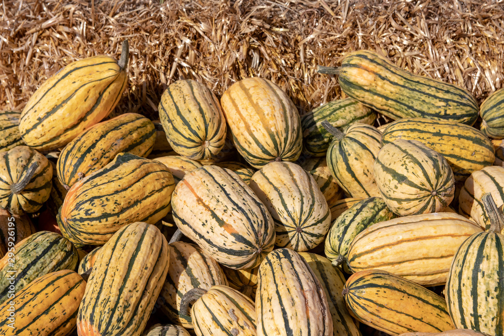 Fototapeta premium Pumpkin on market. A large collection of colorful pumkins or gourds on market on a sunny autumn day. Beautiful background for natural health and nutrition concept.