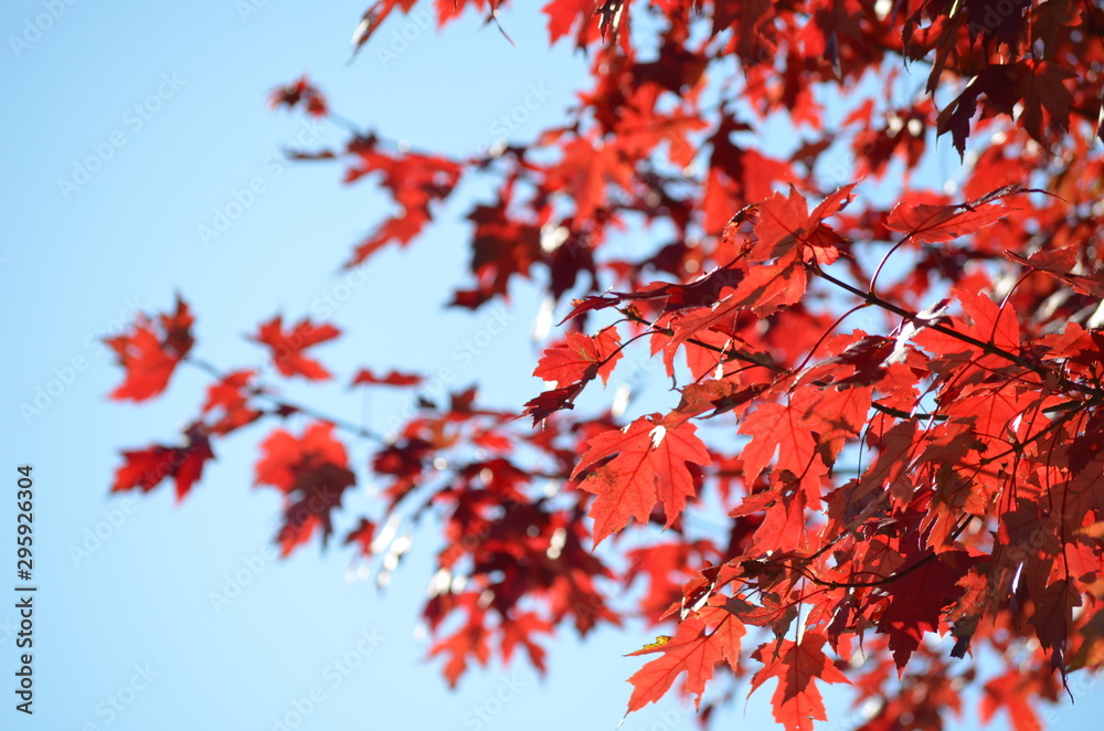 red maple leaves on a background of blue sky red maple leaves on a background of blue sky