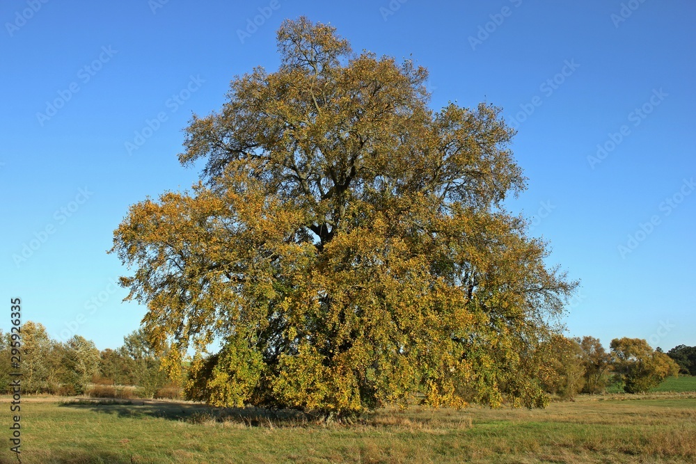 120 Jahre alte Flatterulme (Ulmus laevis) im Herbst 120 Jahre alte Flatterulme (Ulmus laevis) im Herbst