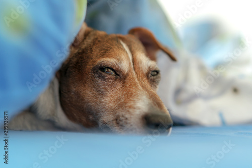 small pet dog sleep under blanket in bed fur allergy concept