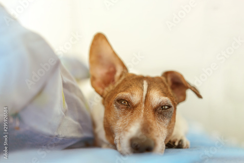 Fototapeta Naklejka Na Ścianę i Meble -  close-up portrait dog jack russell terrier sleeps on bed ear up, animal allergy concept