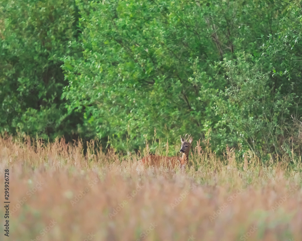Young roebuck between tall grass in bushy area. Young roebuck between tall grass in bushy area.