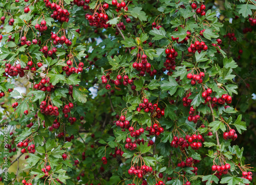 Green branches of hawthorn strewn with red berries. Green branches of hawthorn strewn with red berries.