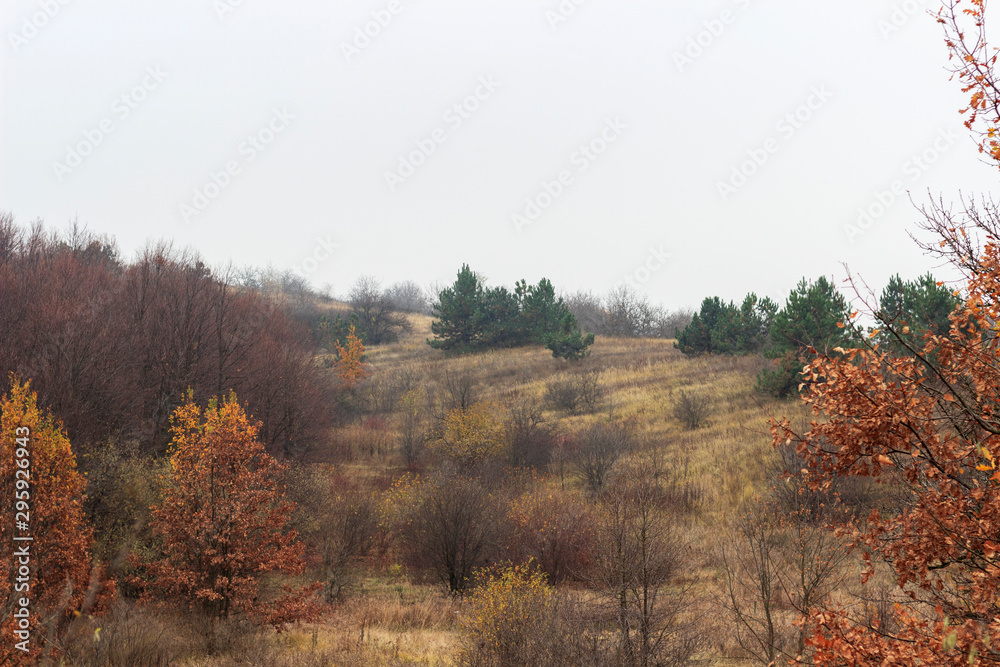 steppe , steppe and forest beam in the fog, autumn
