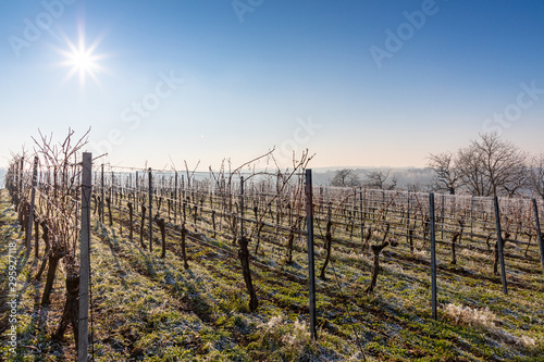 Winterlicher Weinberg im Januar mit Raureif