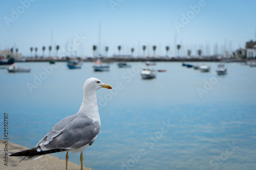 Wallpaper Mural  Seagull in the Bay of Cascais, Portugal Torontodigital.ca
