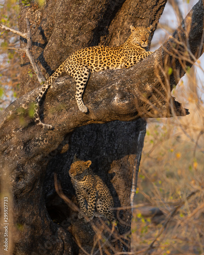 Leopard and leopard cub sitting in a tree, Botswana