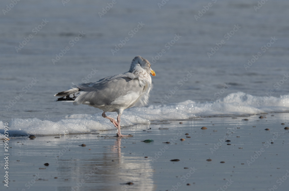 Seagull in the air and in the water and on the beach. Seagull in the air and in the water and on the beach.