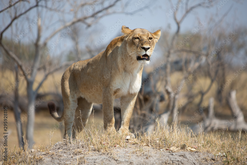 Lion, lioness standing on a dirt mound with intense look, Botswana, Moremi game reserve Lion, lioness standing on a dirt mound with intense look, Botswana, Moremi game reserve