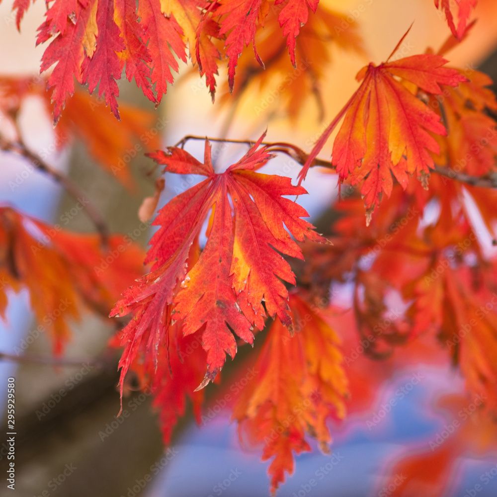 maple leaves in autumn maple leaves in autumn