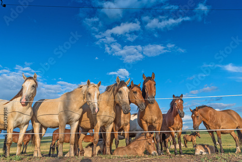 A herd of horses grazes in a paddock in the meadow.