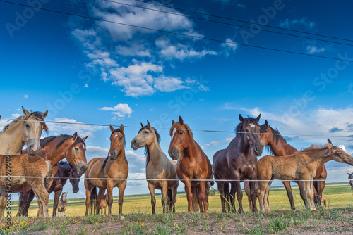 A herd of horses grazes in a paddock in the meadow.