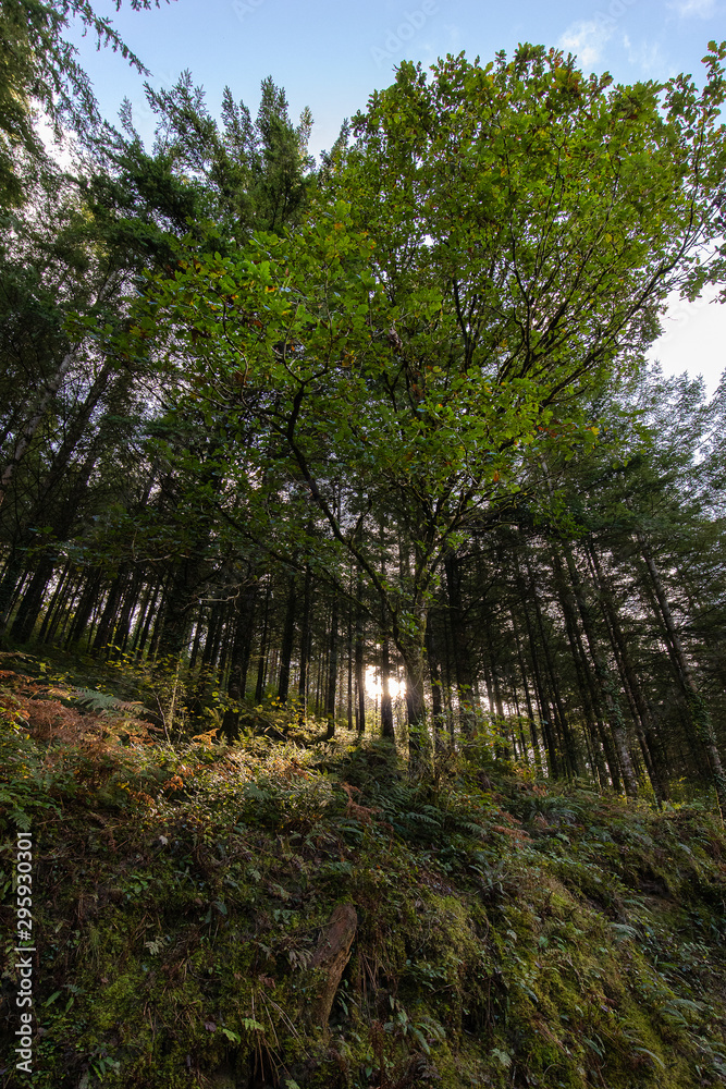 Cardinham woods Bodmin moor