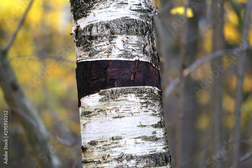 Photo close-up fragment of birch trees in autumn park photo