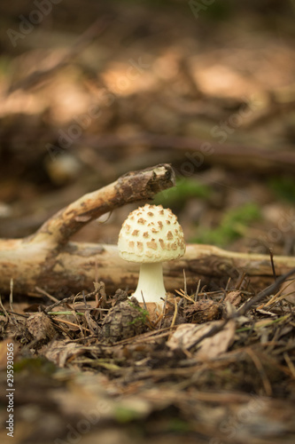 Junger Knollenblätterpilz