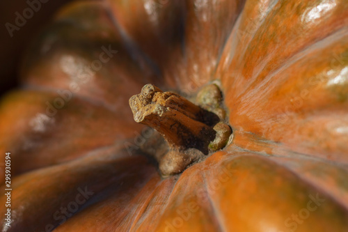 Big orange pumpkin close up