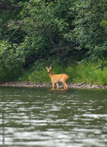 wild roe deer came out of the woods to the water © valeriysemen0415