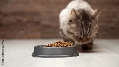 Dry feed Scottish cat. Close-up shot, a female hand pours cat food into a bowl, a cat eats food from a bowl.