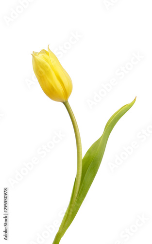 Beautiful yellow tulip
