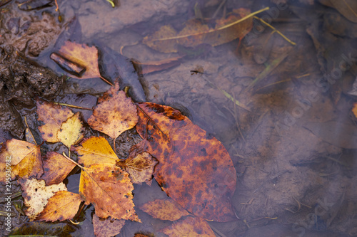 Autumn leaves in a pool of water. Rainy weather. Autumn background