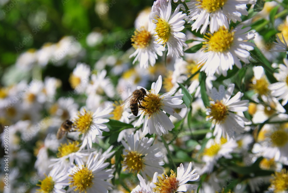 Wildbiene, Insekten, Biene, Herbstaster, Aster, Insektensterben, Artenvielfalt, Natur, Sonne, Landwirtschaft, Bio, Garten, Sandbiene, Aster, Wilde Biene, Artensterben, Bienenweide, Pestizide, Wildbiene, Insekten, Biene, Herbstaster, Aster, Insektensterben, Artenvielfalt, Natur, Sonne, Landwirtschaft, Bio, Garten, Sandbiene, Aster, Wilde Biene, Artensterben, Bienenweide, Pestizide,