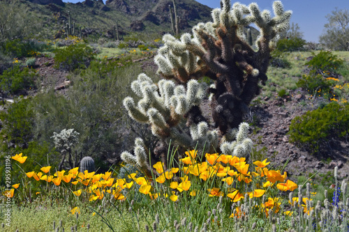 Cholla cactus with poppes