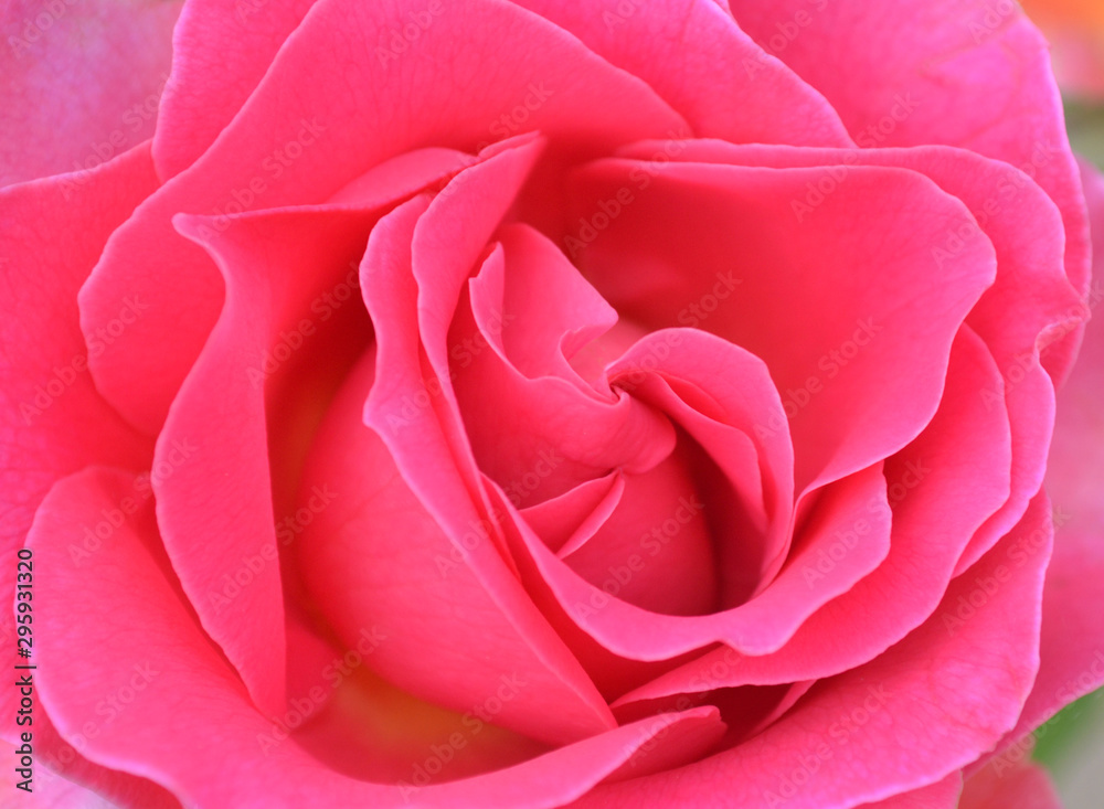 pink rose closeup pink rose closeup