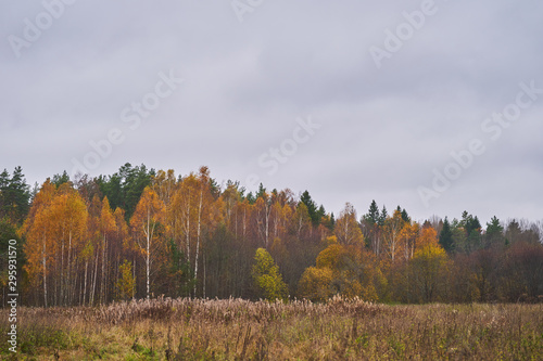 Mixed autumn forest. Autumn landscape in cloudy weather