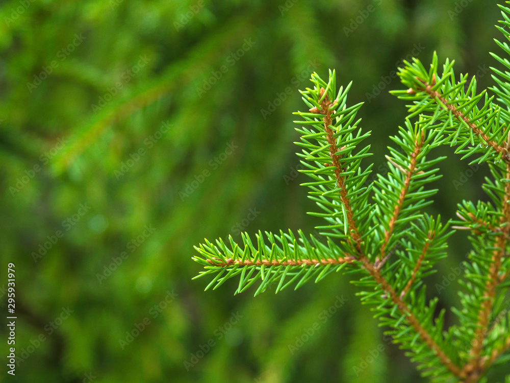 branch of green spruce on a blurred background