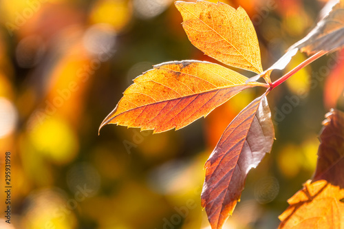 Maple branches with orange-yellow leaves in autumn, in the light of sunset. Acer negundo, or Box elder, boxelder maple, ash-leaved maple.