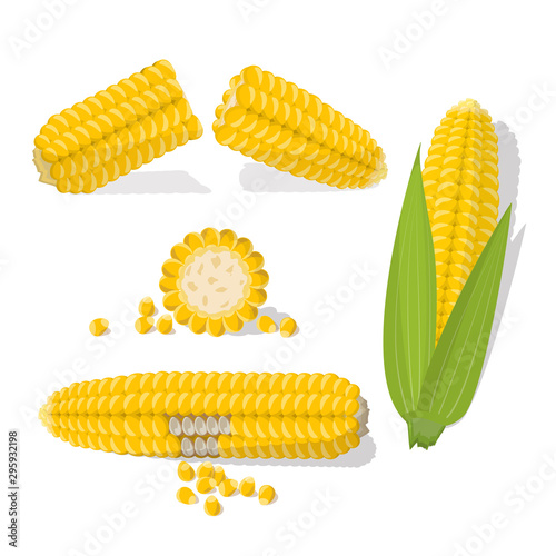Set of swert golden corn cobs and grains isolated in the white background