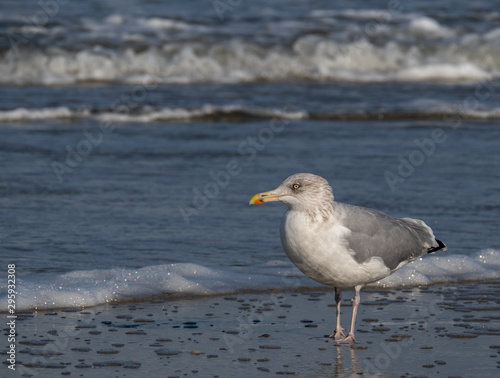 Seagull in the air and in the water and on the beach. photo