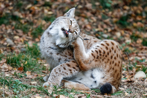 Photography Un lynx