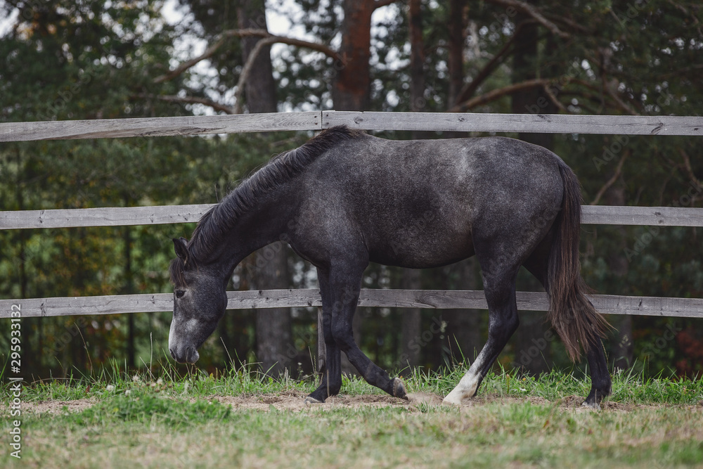 gray trakehner mare horse walking in paddock along the fence in autumn gray trakehner mare horse walking in paddock along the fence in autumn