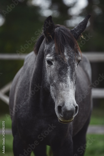 close portrait of elegant beautiful young gray trakehner mare horse in autumn landscape in horse paddock