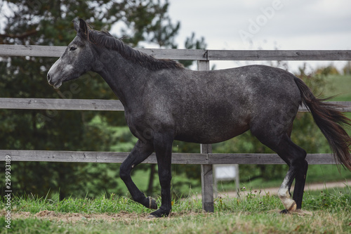 gray trakehner mare horse trotting in paddock along the fence in autumn