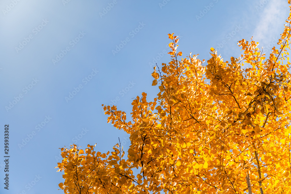 Aspen branches with yellow leaves in autumn against a blue sky Aspen branches with yellow leaves in autumn against a blue sky