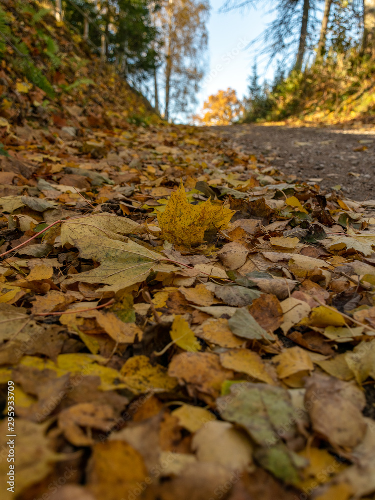 abstract picture with leaves on the ground, suitable for background abstract picture with leaves on the ground, suitable for background