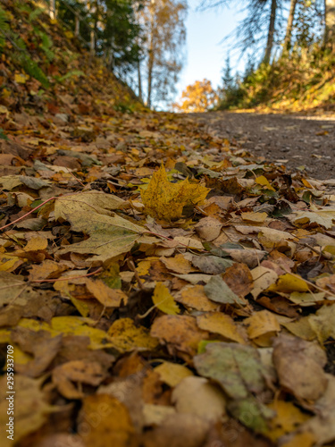 abstract picture with leaves on the ground  suitable for background
