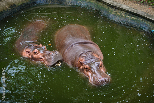 Hippopotamus, Hippo living ...