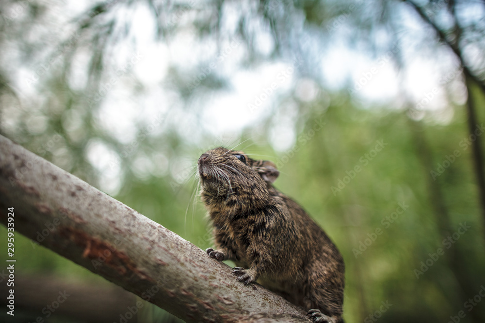 rodent degu climbed on a tree branch, forest background rodent degu climbed on a tree branch, forest background