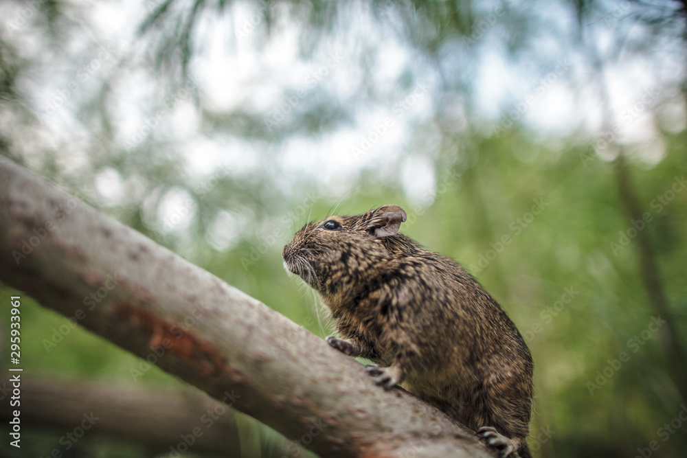 rodent degu climbed on a tree branch, forest background rodent degu climbed on a tree branch, forest background