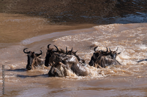 Wildebeest great migration